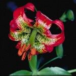 Lilium occidentale Flors