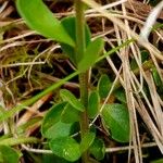 Polygala alpina Fuelha