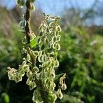 Fallopia dumetorum Fruto