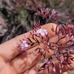 Limonium insigne Flor