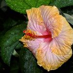 Hibiscus rosa-sinensis പുഷ്പം