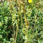 Oenothera parviflora ശീലം