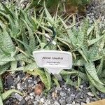 Aloe rauhii Прочее