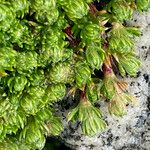 Alchemilla holosericea Лист