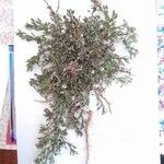 Sclerophylax spinescens Hábito