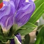 Gentiana septemfida Flower