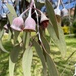 Eucalyptus caesia 叶