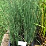 Typha domingensis Folha