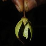 Neostenanthera neurosericea Flower