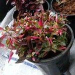 Alternanthera bettzickiana 葉