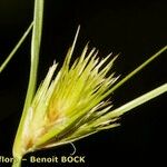 Carex bohemica Плід