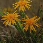 Scorzonera humilis Flor