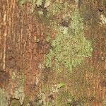 Xylopia pulcherrima Corteza