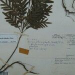 Quiina pteridophylla Altres