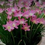 Zephyranthes carinata花