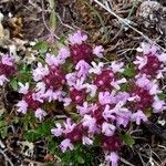 Thymus nervosus Celota