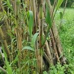 Arundo donaxFeuille