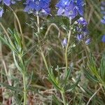 Veronica satureiifolia Costuma