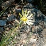 Scorzonera aristata Flower