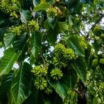 Camptotheca acuminata Fruit