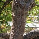 Acer palmatum Kôra
