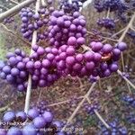 Callicarpa bodinieri Плід