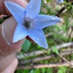 Borago pygmaea Blüte