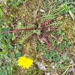 Taraxacum braun-blanquetii Flower
