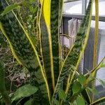 Sansevieria trifasciata Blatt