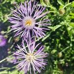 Volutaria muricata Fula
