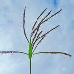 Paspalum dilatatum 形态