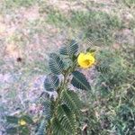 Chamaecrista nictitans Çiçek