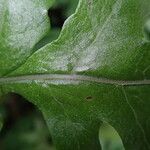 Tectaria angelicifolia Leaf