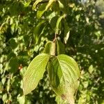 Cornus mas Leaf
