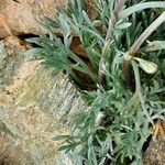 Artemisia umbelliformis Kéreg