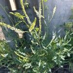 Verbena urticifolia Blomst