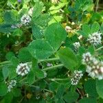 Trifolium striatum Blatt