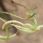 Angraecum moandense Flor