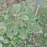 Azara petiolaris Leaf