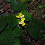 Begonia lacunosa Staniste