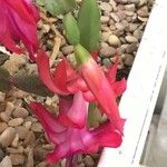 Schlumbergera bridgesii Flor