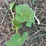 Ranunculus cortusifolius Leaf