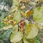 Combretum apiculatum ഇല