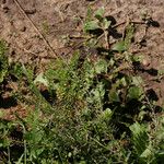 Lepidium bonariense Habit