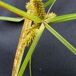 Cyperus aggregatus Іншае