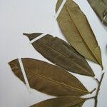 Esenbeckia cowanii Otro