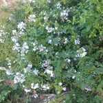 Plumbago auriculataعادت