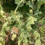 Silybum marianum List