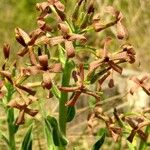 Hesperis tristis Flor