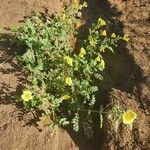 Tribulus zeyheri عادت داشتن